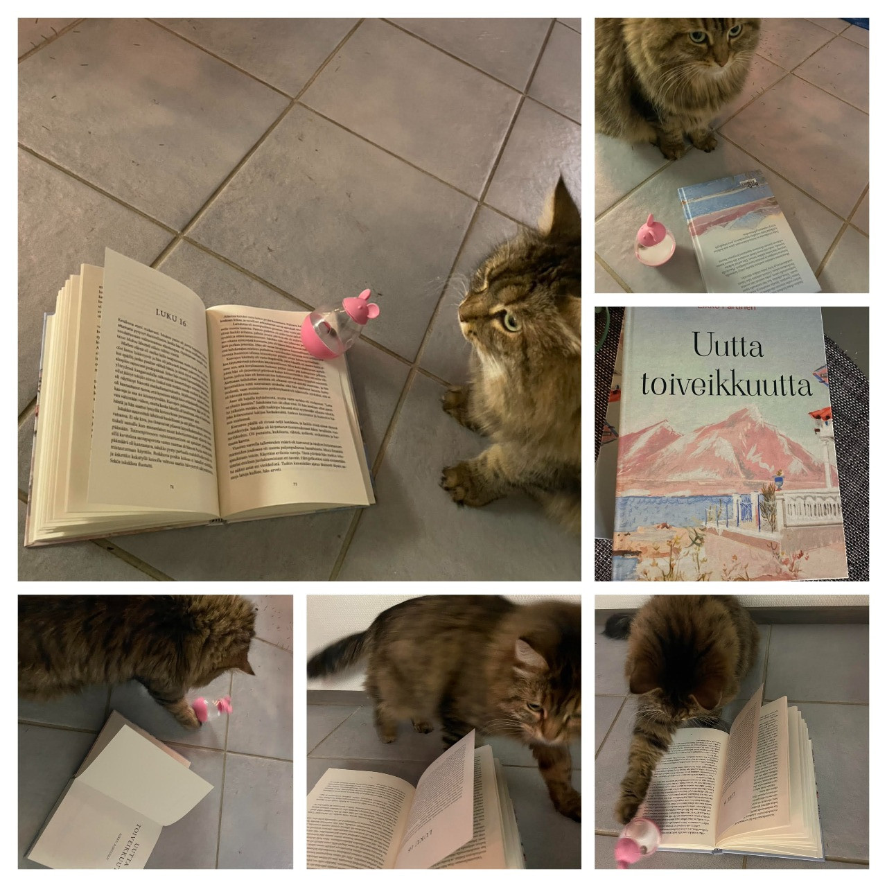 Kissan leikki ja lukemisen ilo